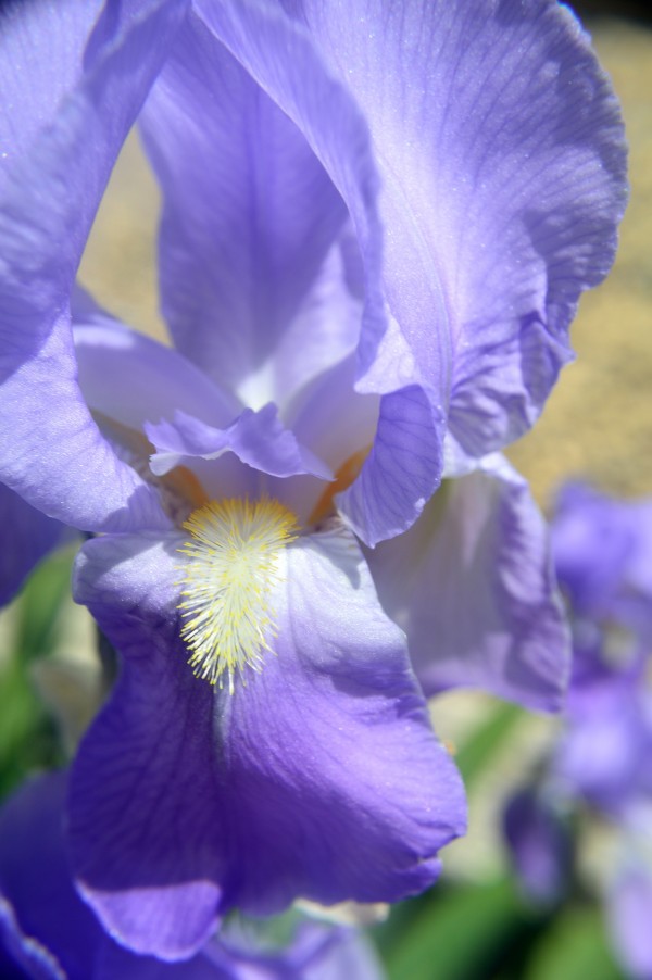 Light Purple Bearded Iris by Michelle K Wood